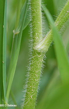 stem