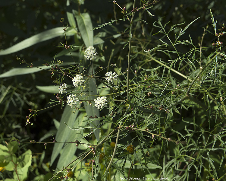 Full Plant