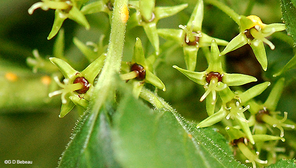 Female flowers
