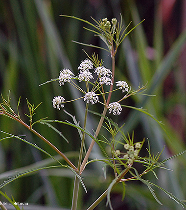 Upper plant part