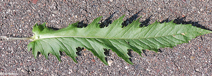 leaf