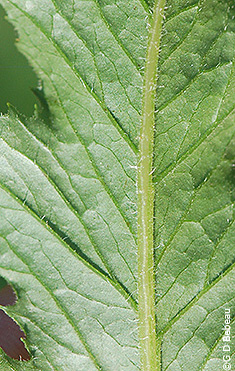 leaf underside