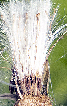 seeds
