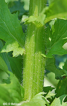 Stem