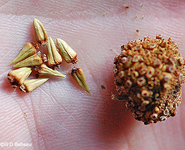 Buttonbush seeds