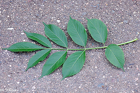 Full leaf