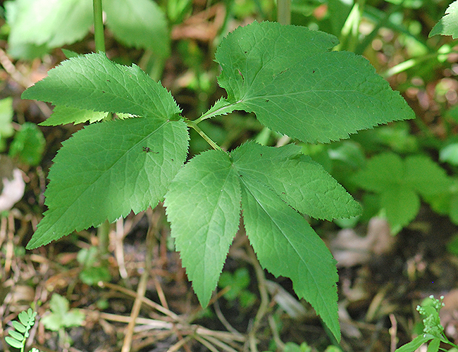 basal leaf