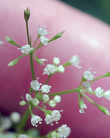 inflorescence
