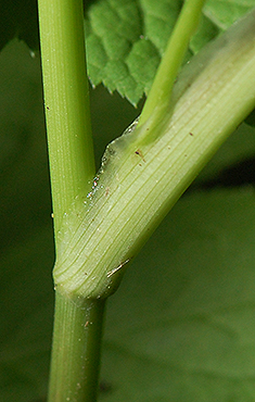 leaf sheath