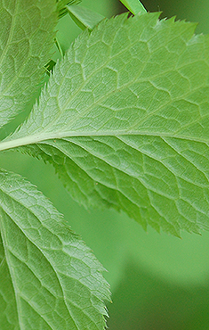 leaf underside