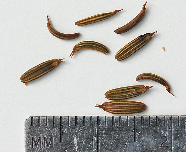 seeds