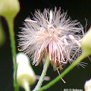 Seed head