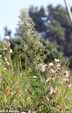 Canadian Horseweed
