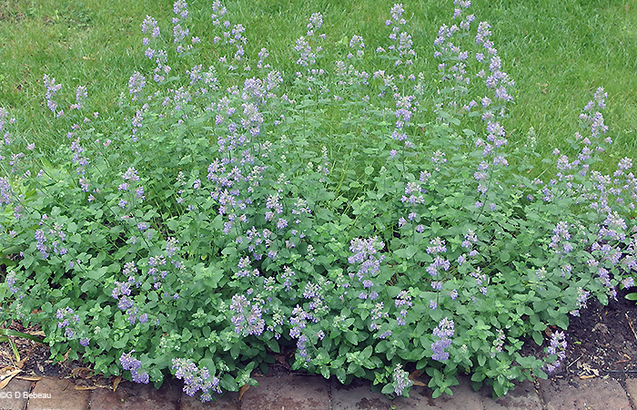 Catmint blue wonder