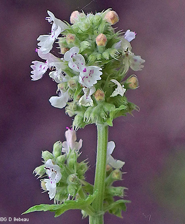 inflorescence