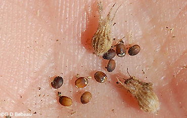 seeds