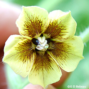 flower corolla