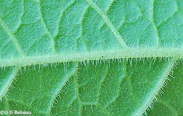 leaf underside
