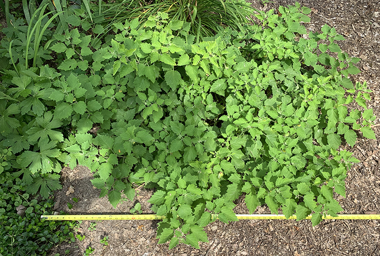 large spreading plant