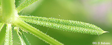 leaf upper surface
