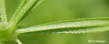 leaf underside