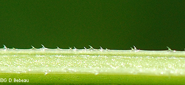 Stem section