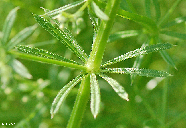 leaf whorl
