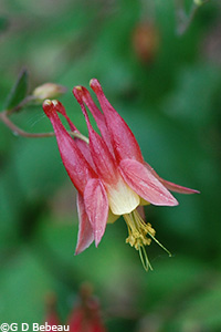 Columbine