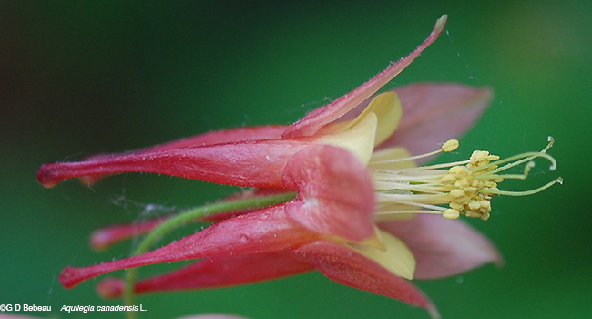 flower detail