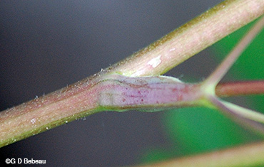 leaf stem