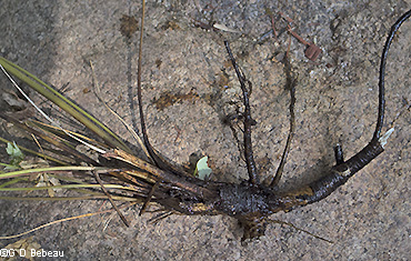 root