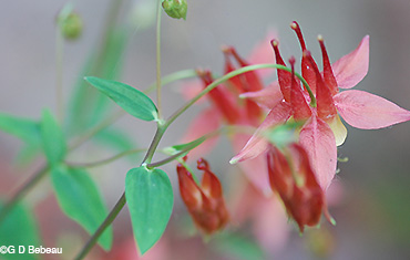 sepals