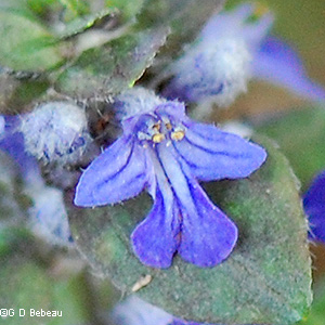 flower detail