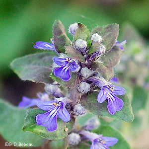 Flower heads