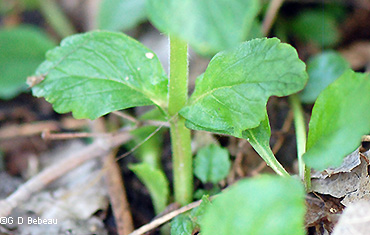 leaves