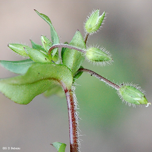 inflorescence