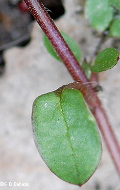 stem leaf