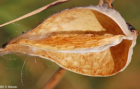 Milkweed Pod