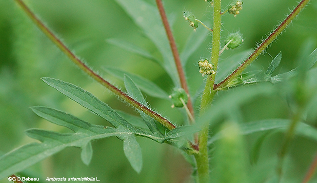 Common Ragweed details