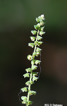 stem of male flowers