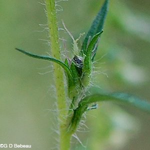 Common Ragweed female flower cluster