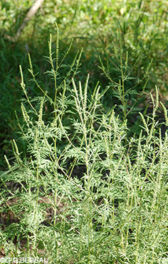Common Ragweed plant