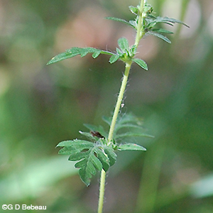 Common Ragweed leaf