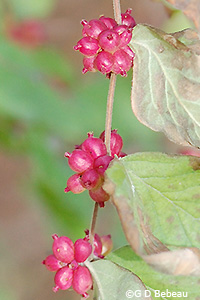 Coral Berry