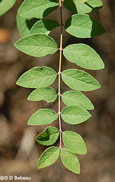 leaves