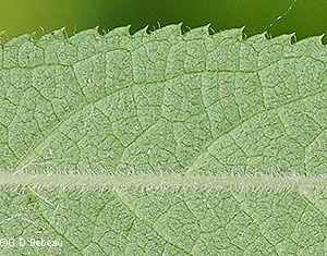 leaf underside