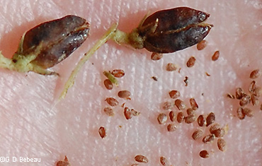 Seeds