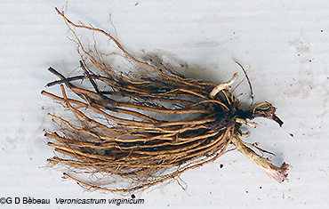 root