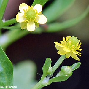 Cursed Crowfoot flower