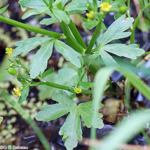 Cursed Crowfoot lower leaf